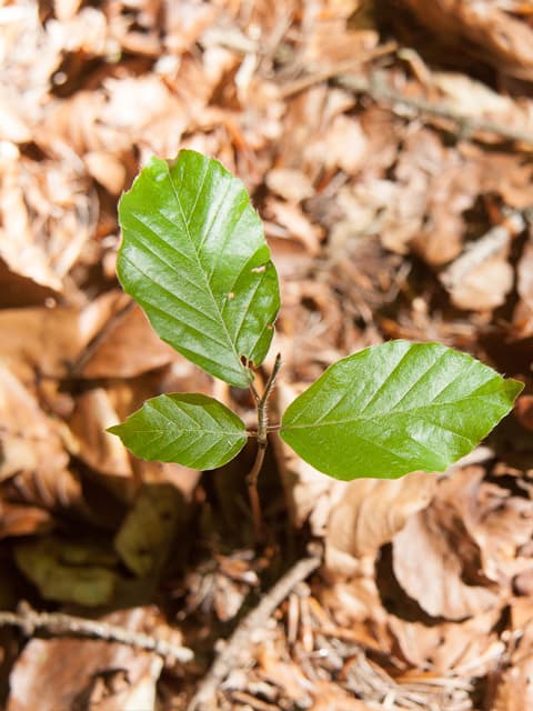 Servicios forestales en la comarca del Eume